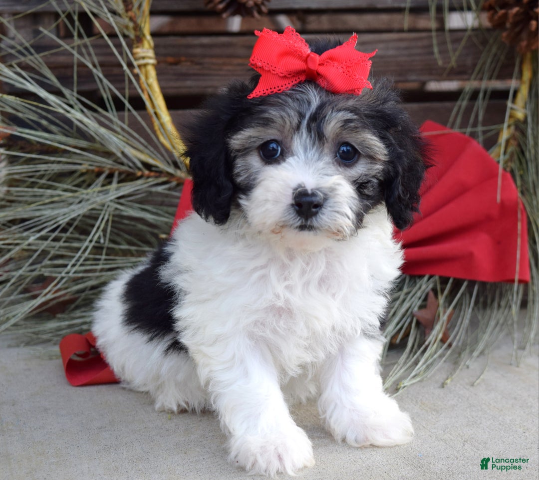 Bichpoo dogs for sale: Stella - Ad 3