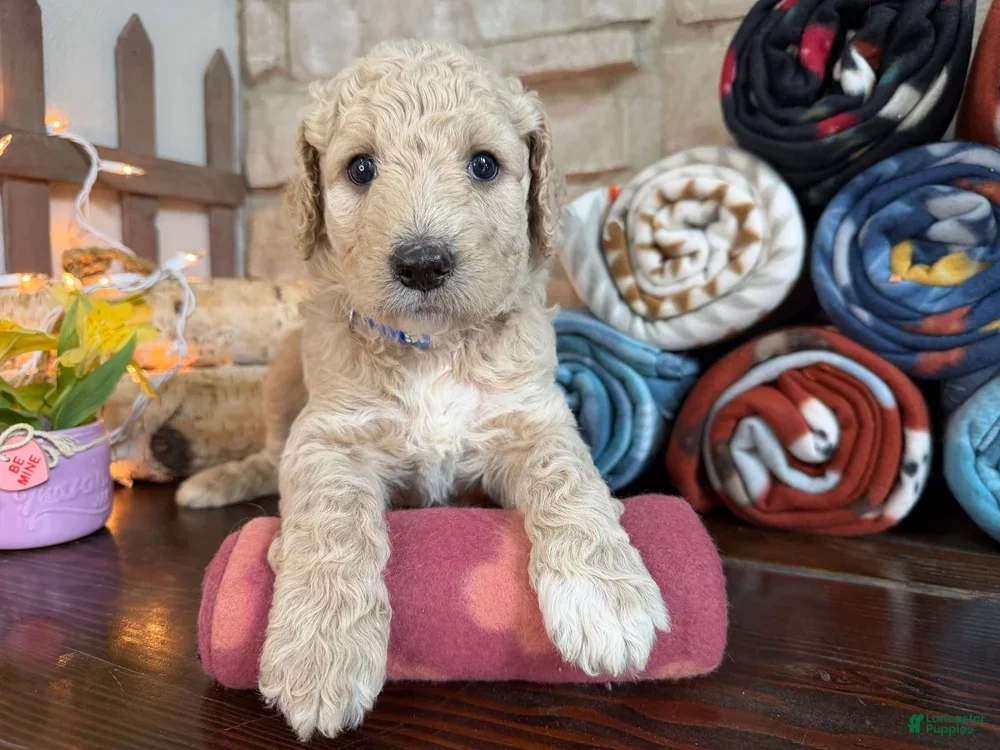 Labradoodle dogs Bobby (Boy) - Ad 2