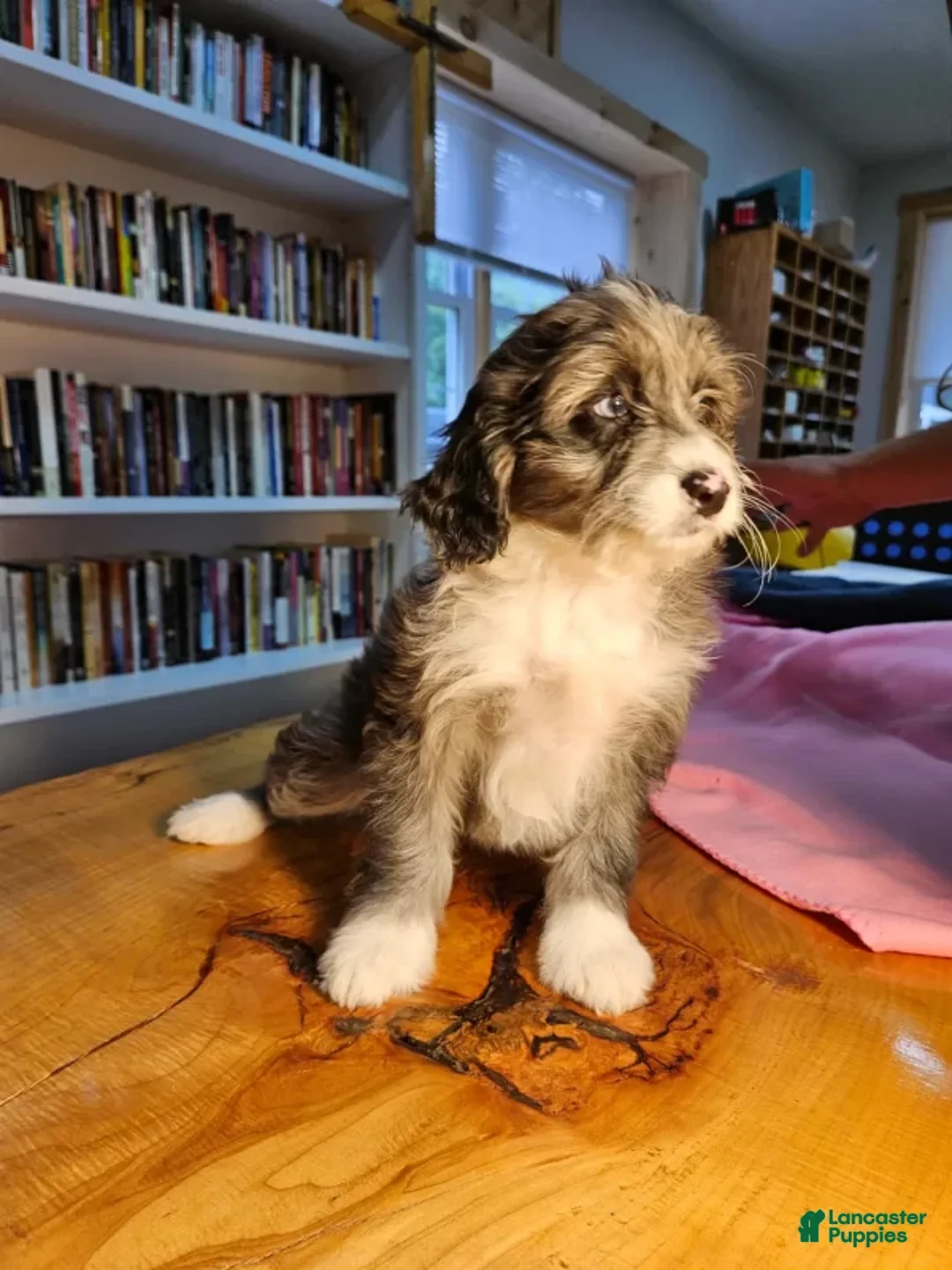 Mixed Breed dogs for sale: Cloud - Ad 4