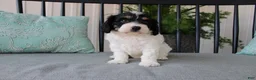 Cavapoo dogs for sale: Daisy - Ad 4