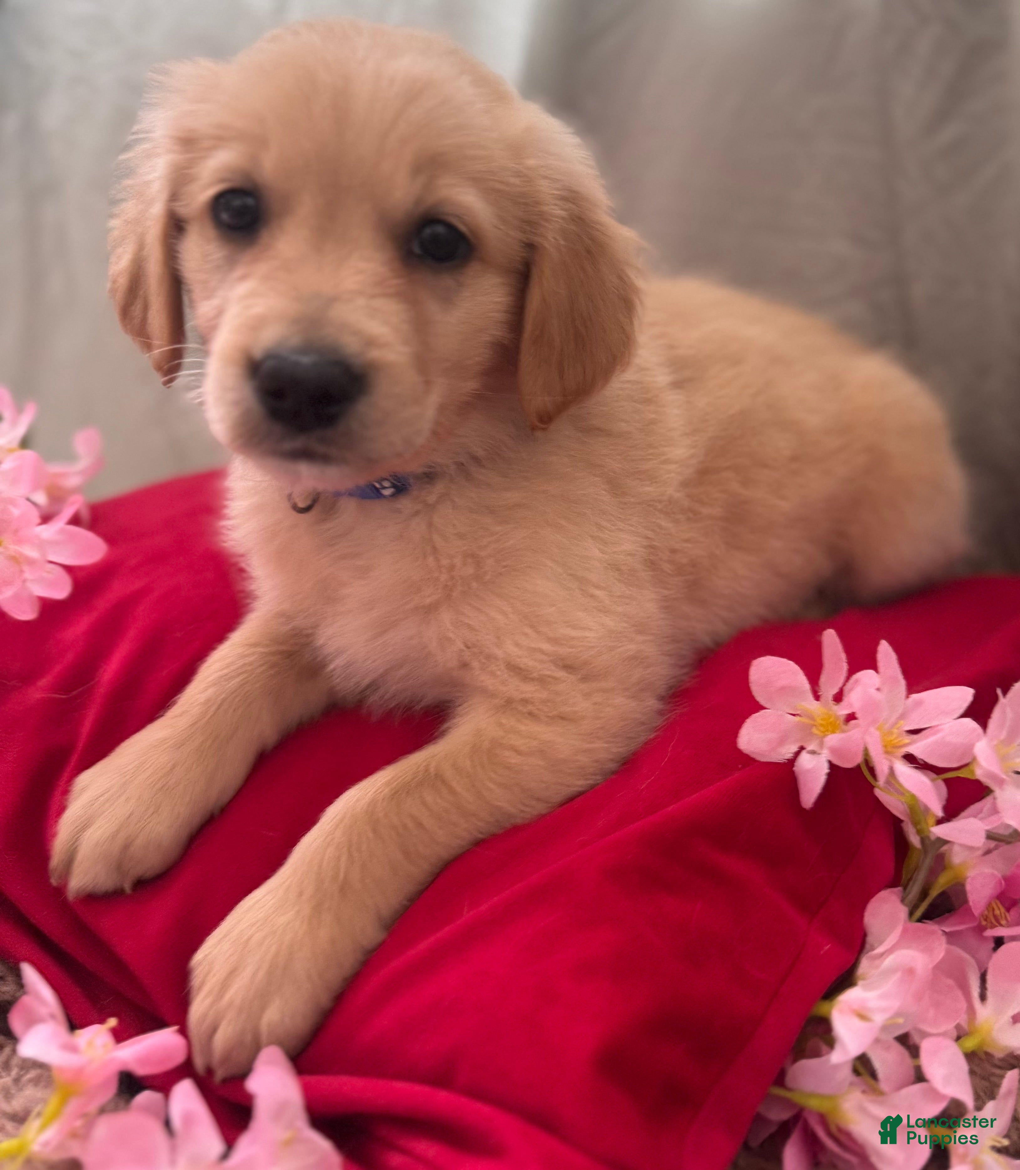 Mixed Breed dogs Dark Blue Collar - Ad 6