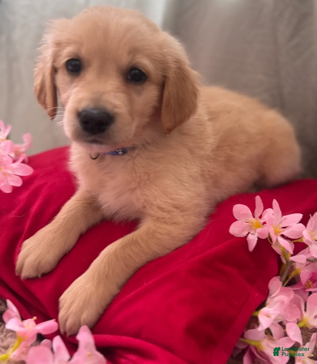 Mixed Breed dogs for sale: Dark Blue Collar - Ad 1