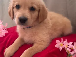 Mixed Breed dogs Dark Blue Collar - Ad 6