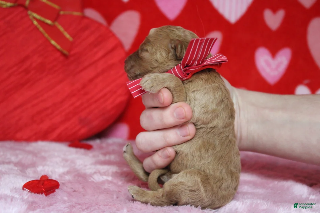 Goldendoodle dogs for sale: Crush  - Ad 7