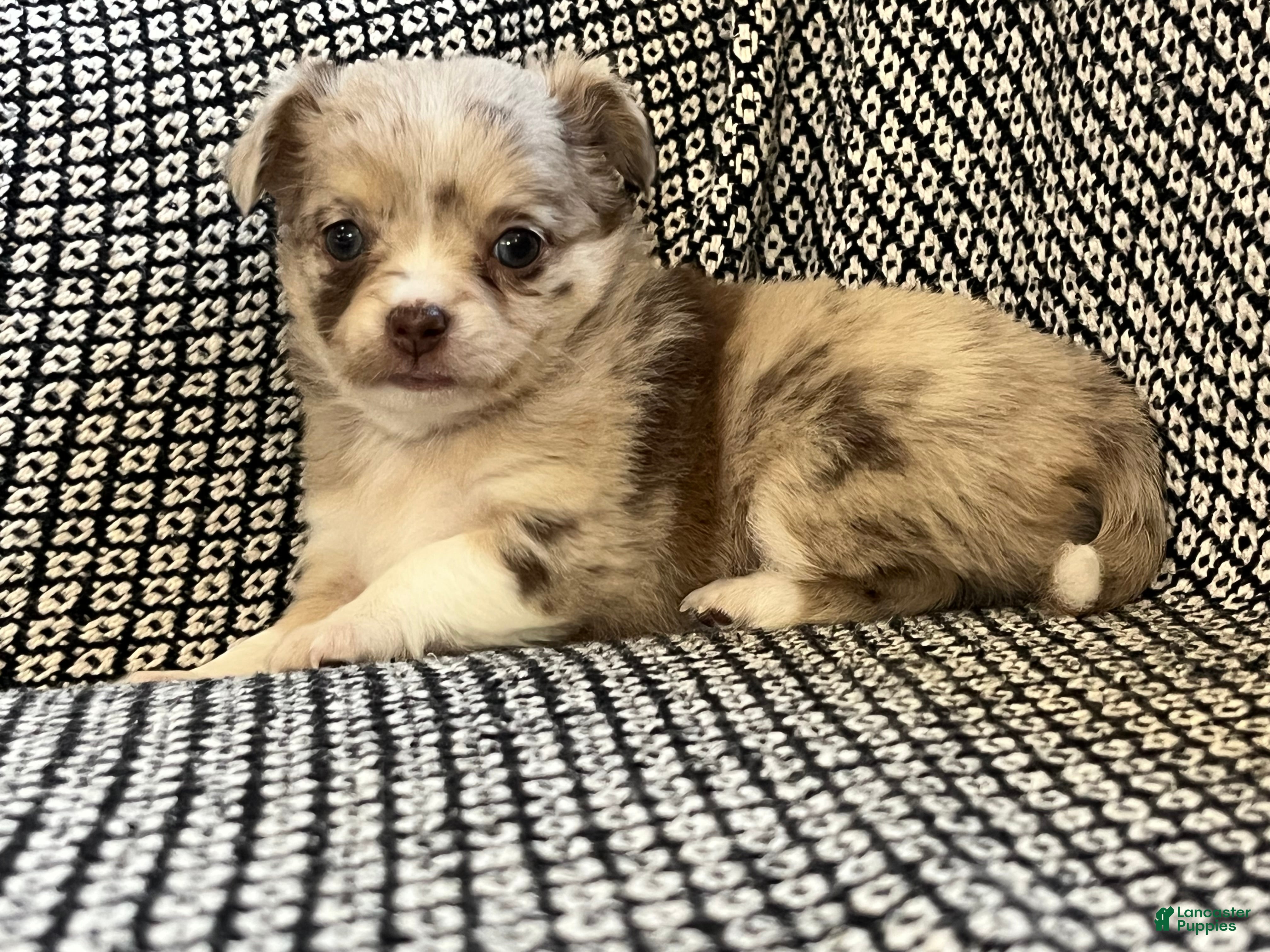 Chihuahua dogs Skylar - Ad 2