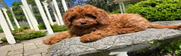 Cavapoo dogs for sale: Hope - Ad 8