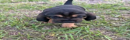 Bloodhound dogs for sale: Bloodhound Puppy 3 - Ad 3