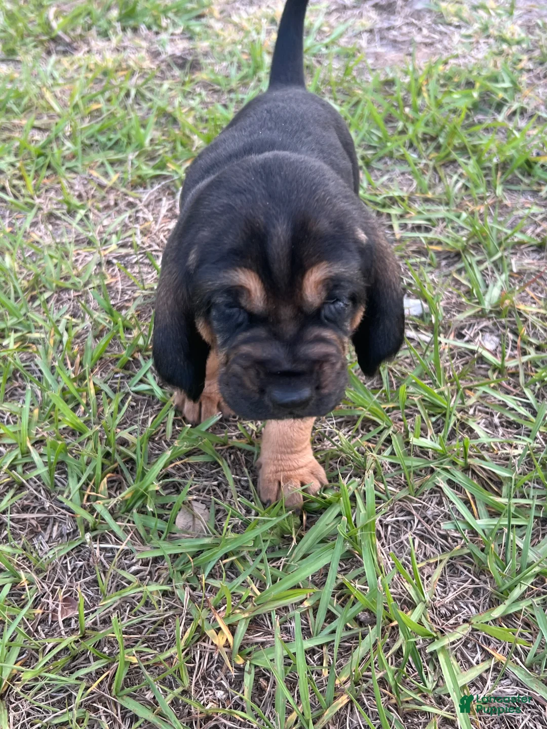 Bloodhound dogs for sale: Bloodhound Puppy 3 - Ad 3