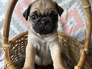 Pug dogs Paisley - Ad 3