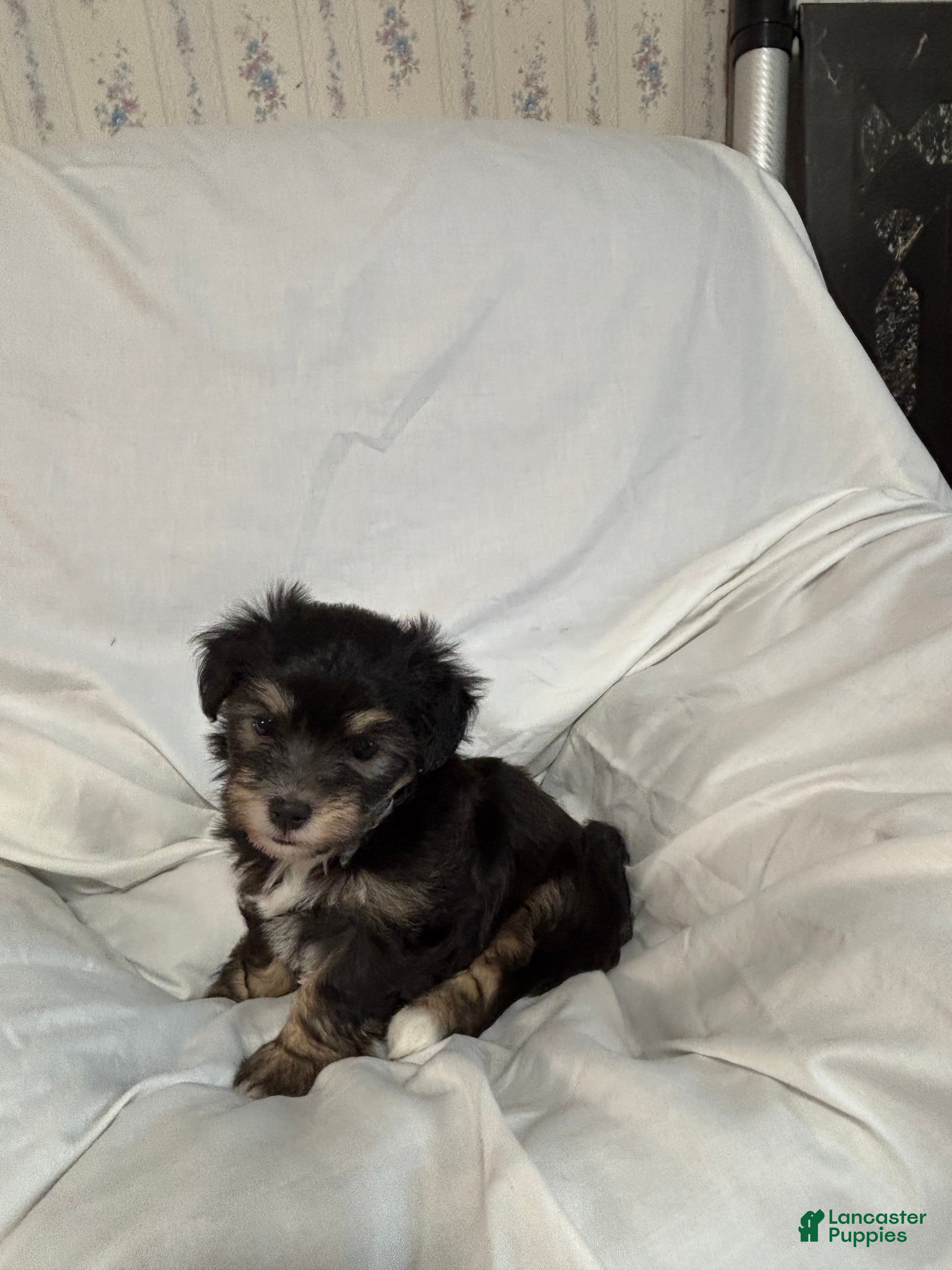 Havanese dogs Wendy - Ad 2
