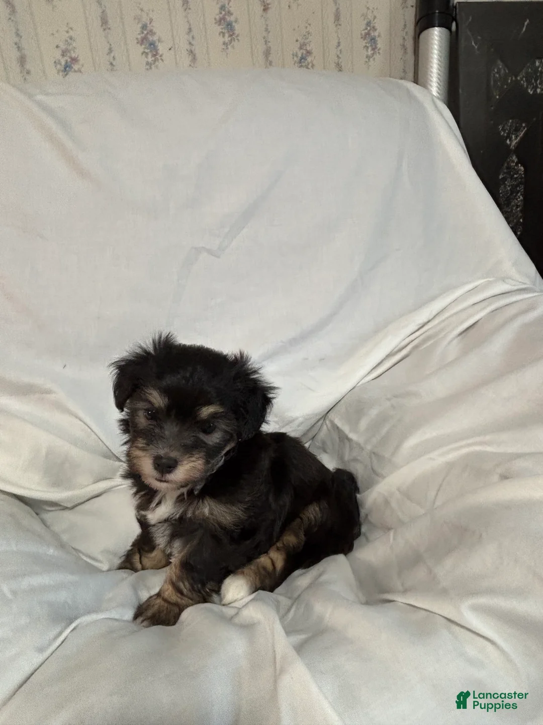 Havanese dogs for sale: Wendy - Ad 2