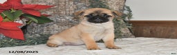 Mixed Breed dogs for sale: Cutie - Ad 2