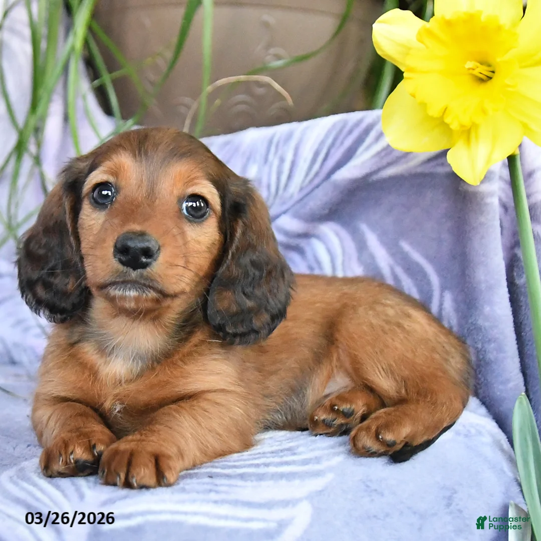 Miniature Dachshund dogs for sale: Dante - Ad 2