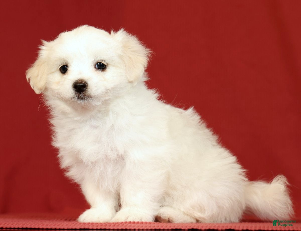 Maltese dogs Lindsey - Ad 2