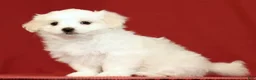 Maltese dogs for sale: Lindsey - Ad 2
