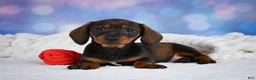 Miniature Dachshund dogs for sale: Millie - Ad 10