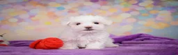 Maltese dogs for sale: Peanut - Ad 8