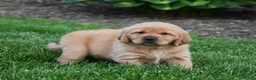 Golden Retriever dogs for sale: Andi - Ad 4
