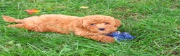 Mini Goldendoodle dogs for sale: Denny - Ad 5
