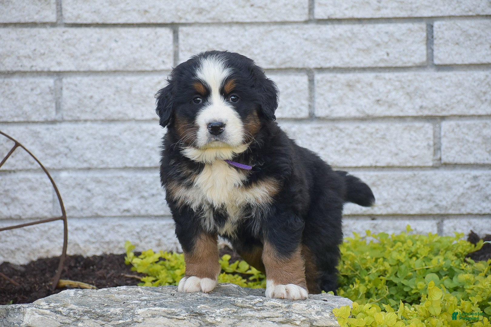Bernese Mountain Dog dogs Stella - Ad 1