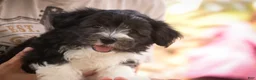 Havanese dogs for sale: Apollo Havanese  - Ad 9