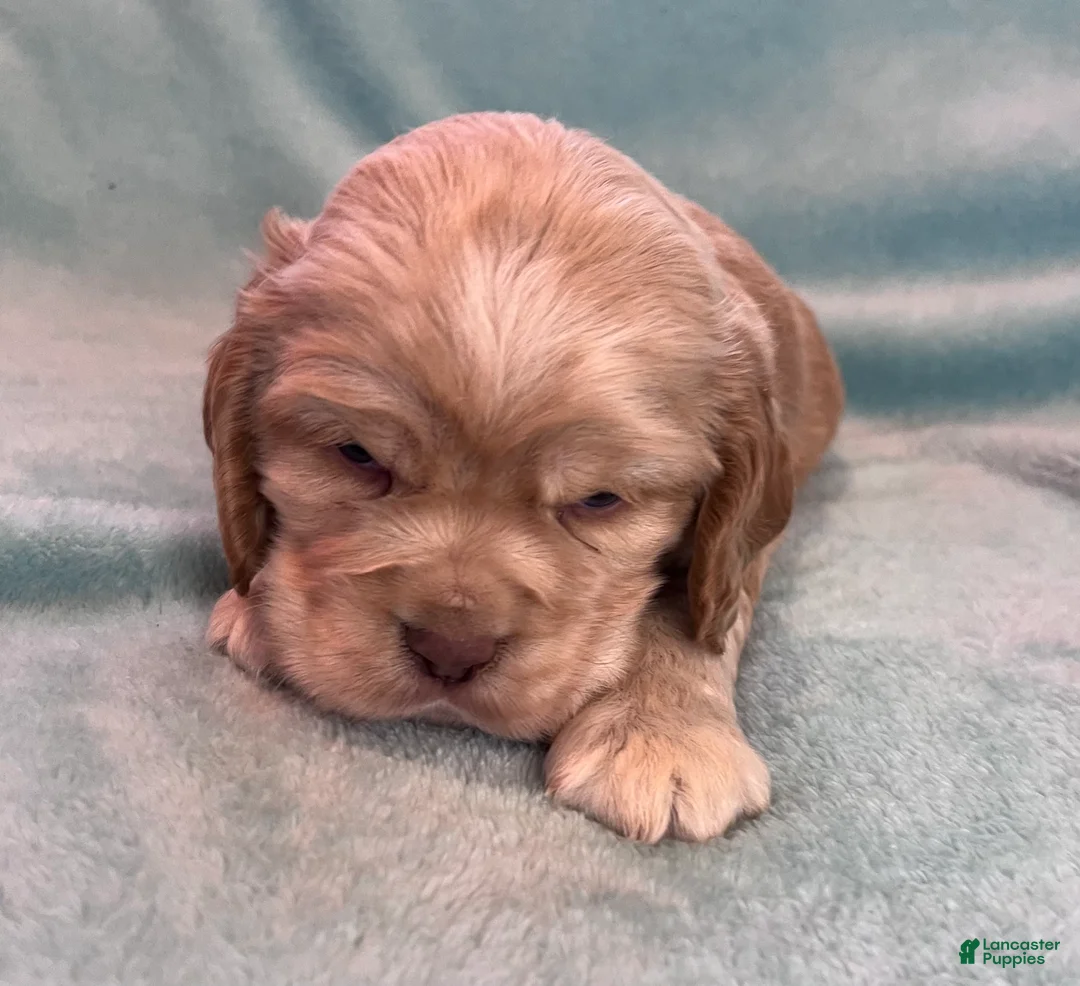 Cocker Spaniel dogs for sale: Buddy  - Ad 11