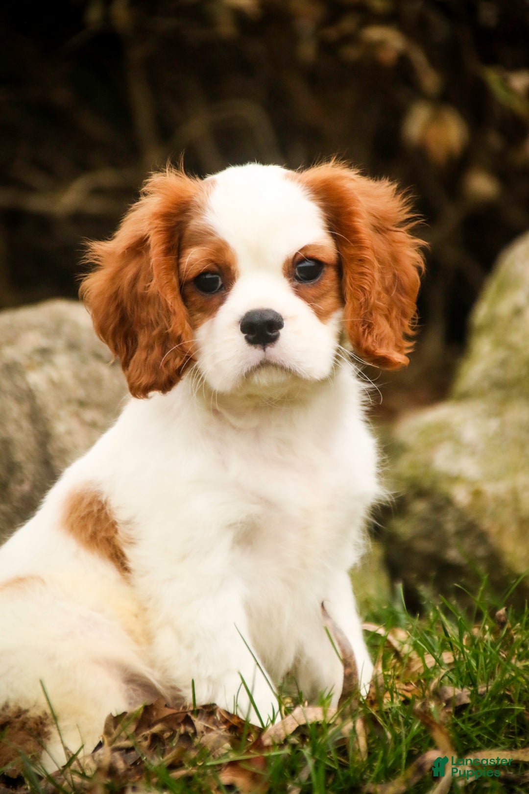 Cavalier King Charles Spaniel dogs for sale: Cody - Ad 9