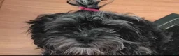 Miniature Poodle dogs for sale: Blue key - Ad 1