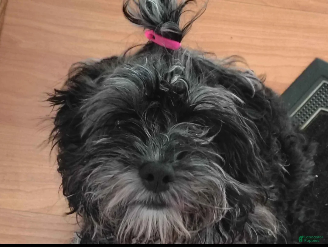 Miniature Poodle dogs for sale: Blue key - Ad 1