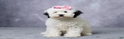 Mini Bernedoodle dogs for sale: Twinkle - Ad 1