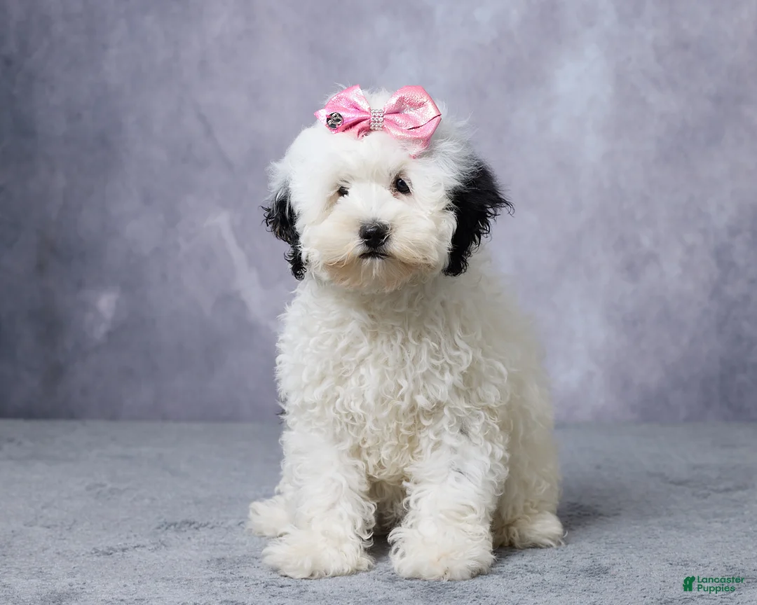 Mini Bernedoodle dogs for sale: Twinkle - Ad 1