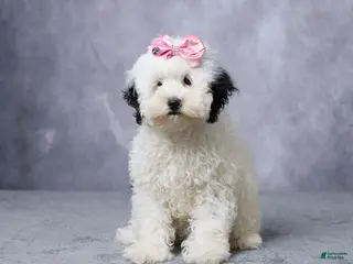Mini Bernedoodle dogs for sale: Twinkle - Ad 1