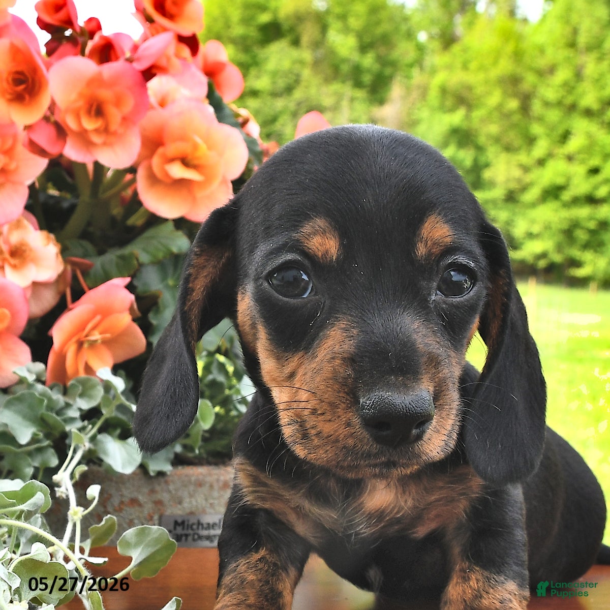 Miniature Dachshund dogs Demri - Ad 2