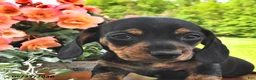 Miniature Dachshund dogs for sale: Demri - Ad 2