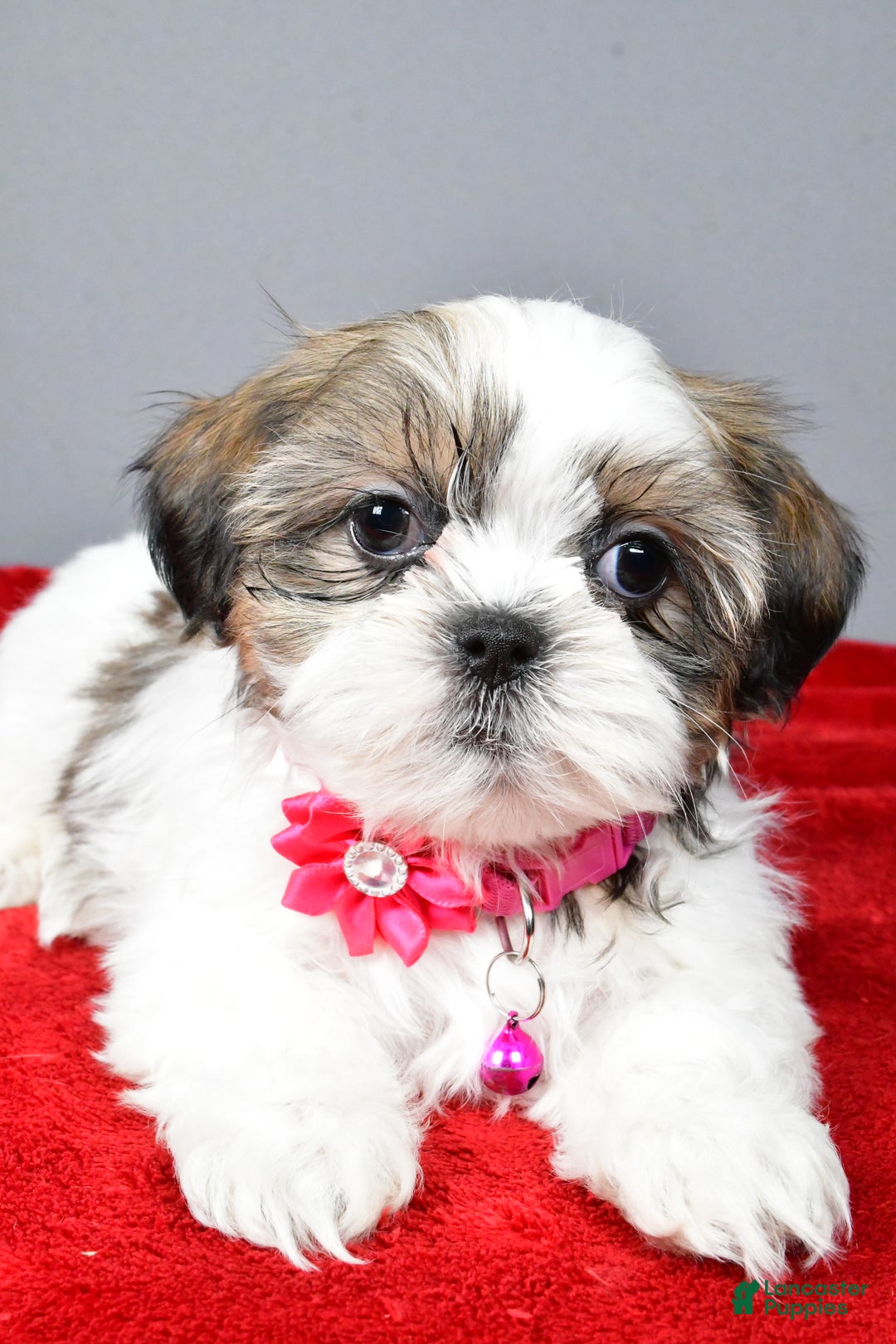 Shih Tzu dogs for sale: Cassidy - Ad 4