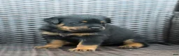Rottweiler dogs for sale: Nova - Ad 2
