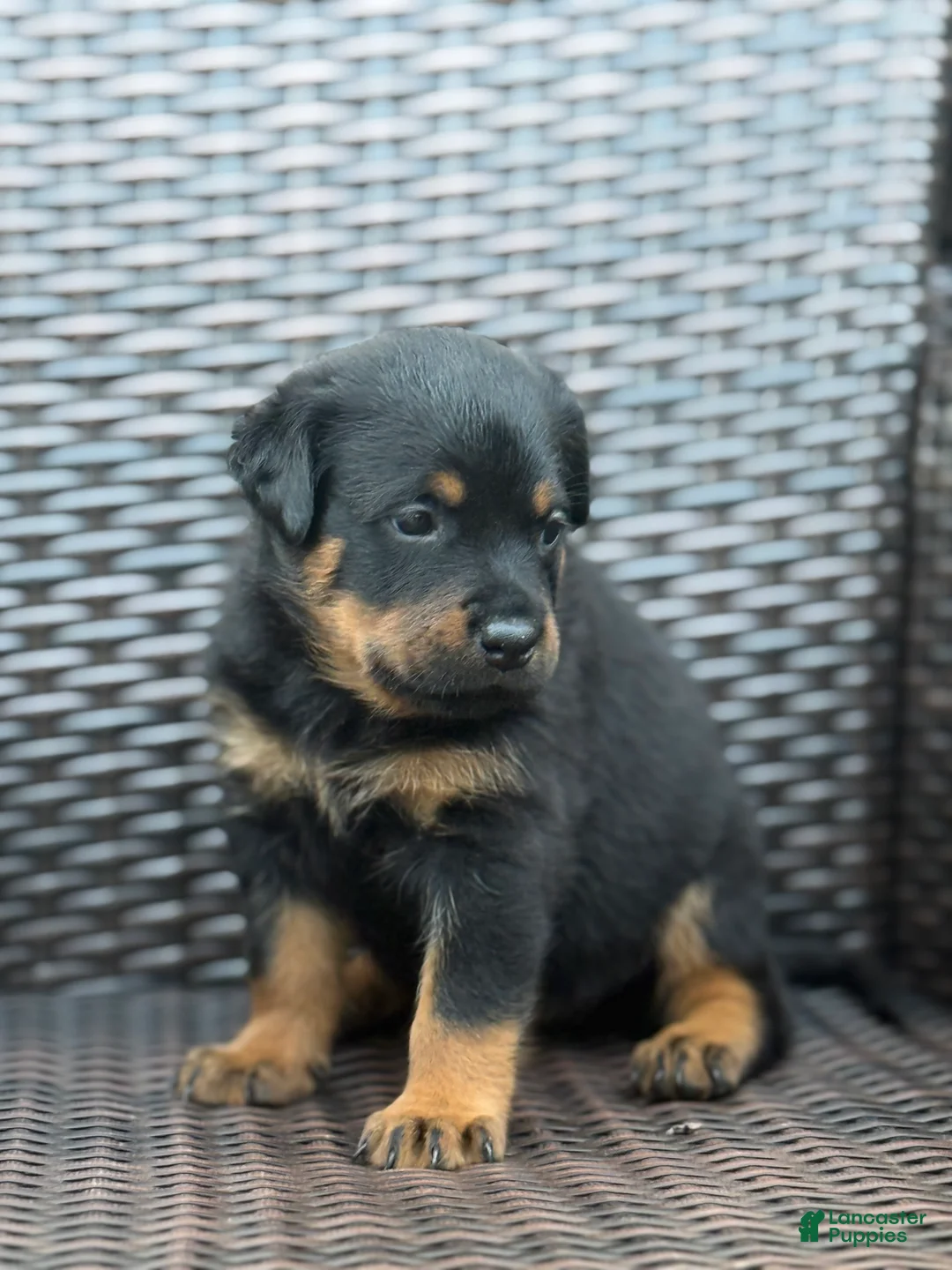 Rottweiler dogs for sale: Nova - Ad 2