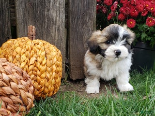 Mixed Breed dogs - Ad 9