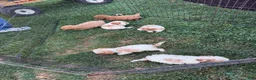 Miniature Poodle dogs for sale: Miniature Poodle 3 - Ad 4