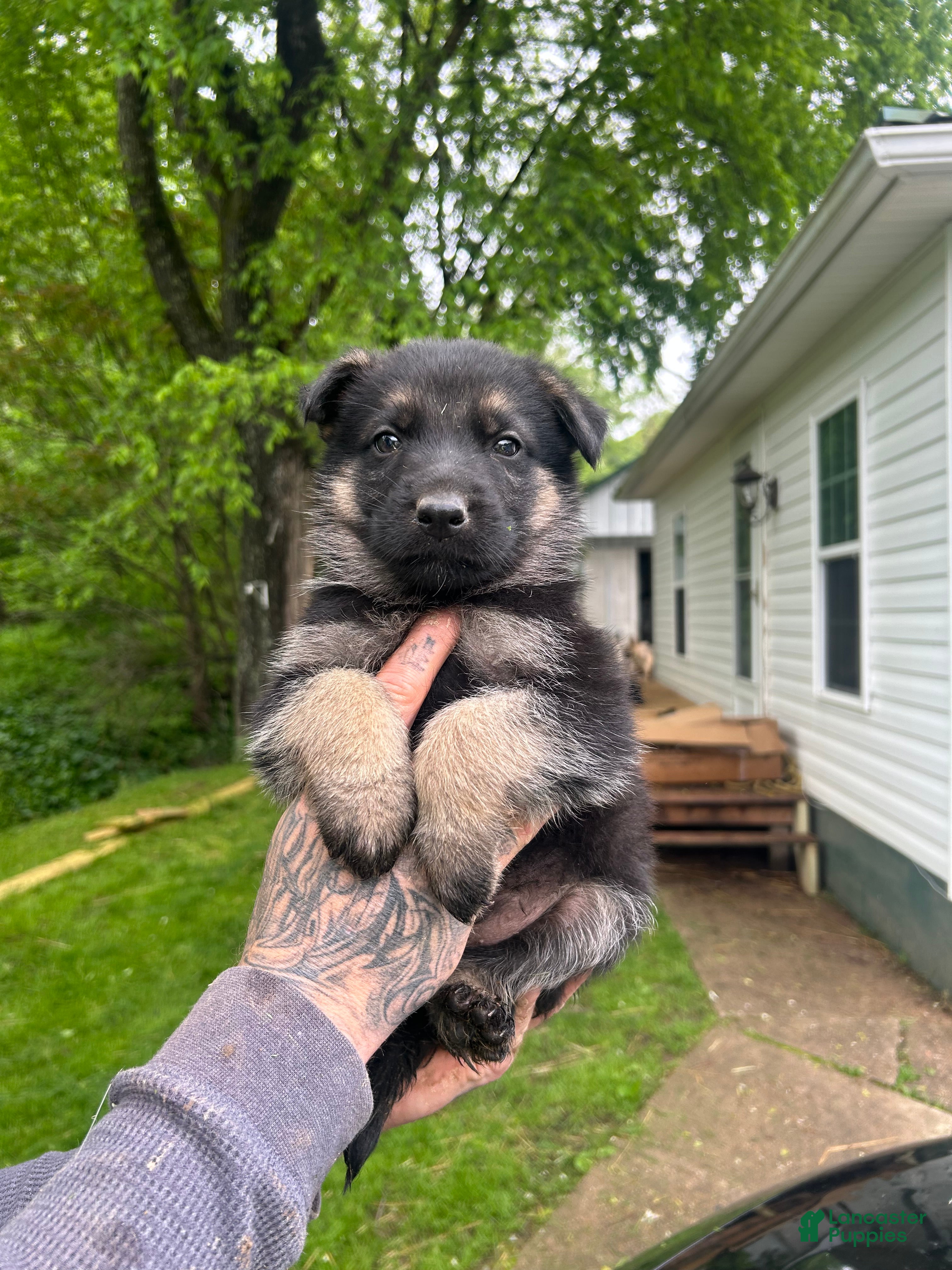 German Shepherd dogs German Shepherd brown collar  - Ad 9