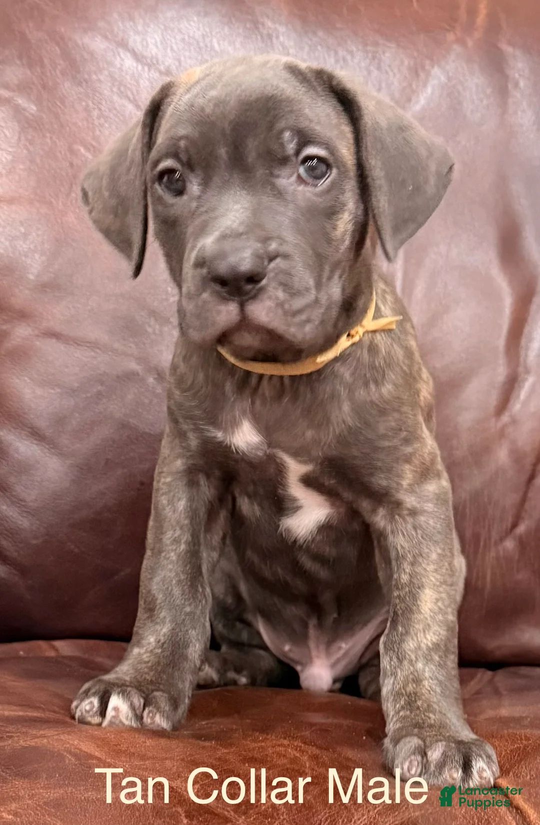 Cane Corso dogs for sale: Cane Corso Puppy Male Tan Collar - Ad 2
