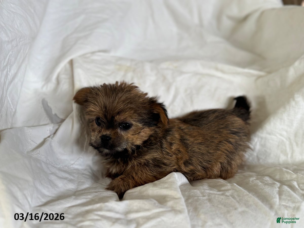 Shorkie dogs Tiny Tina - Ad 2