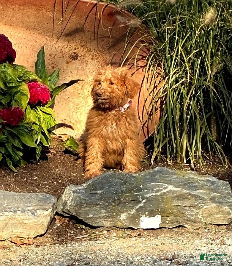 Mini Goldendoodle dogs for sale: Harper - Ad 2