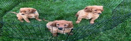 Miniature Golden Retriever dogs for sale: Aspen - Ad 3