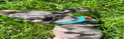 Miniature Dachshund dogs for sale: Sterling  - Ad 11