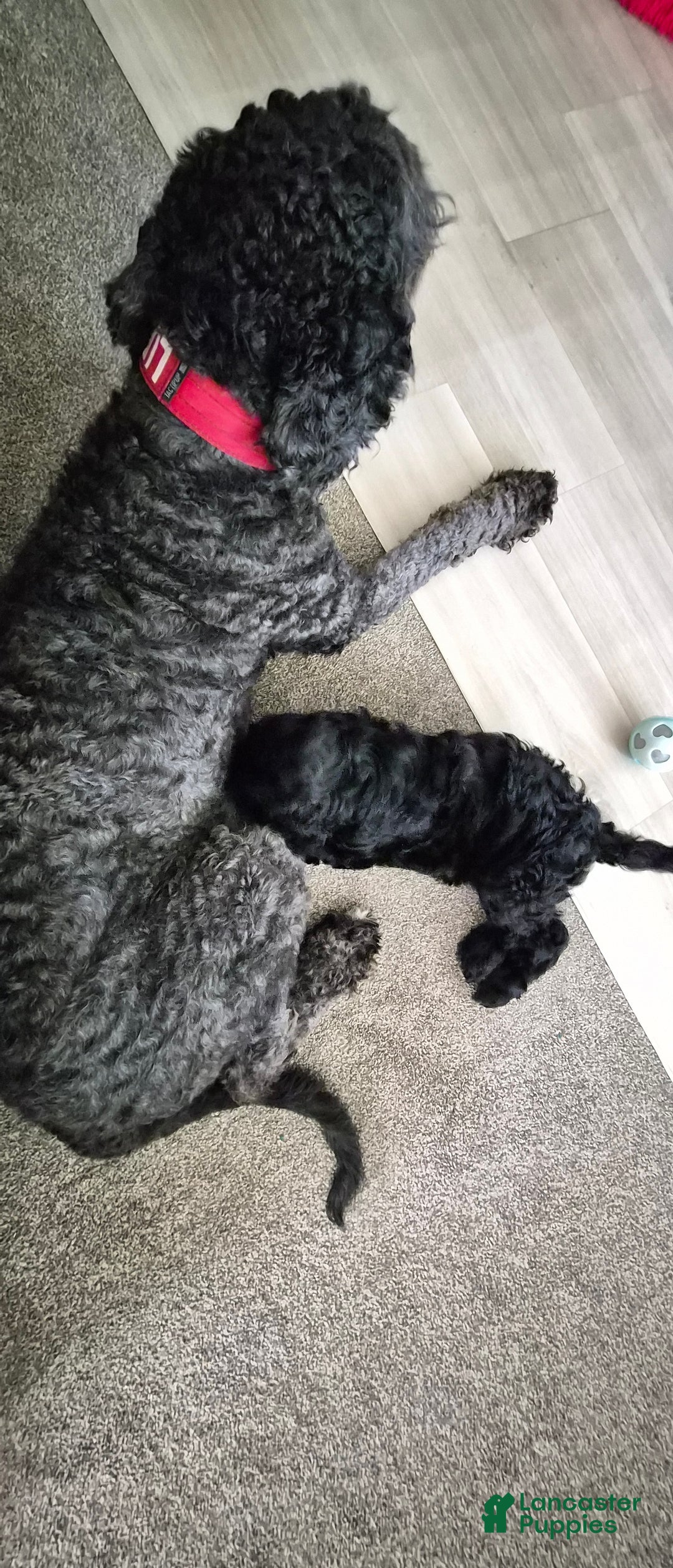 Goldendoodle dogs for sale: Luna  - Ad 5