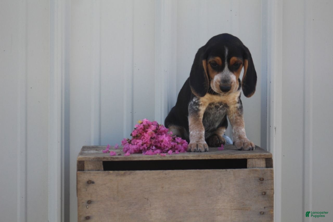 Beagle dogs for sale: Missy  - Ad 4