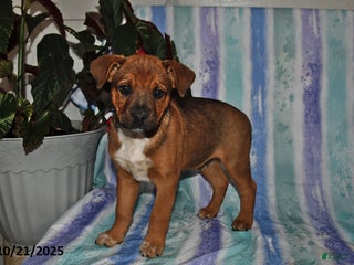 Mixed Breed dogs - Ad 16