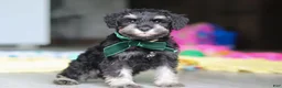 Miniature Schnauzer dogs for sale: Percy - Ad 11