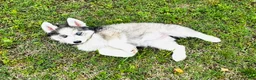 Siberian Husky dogs for sale: Lavender  - Ad 8